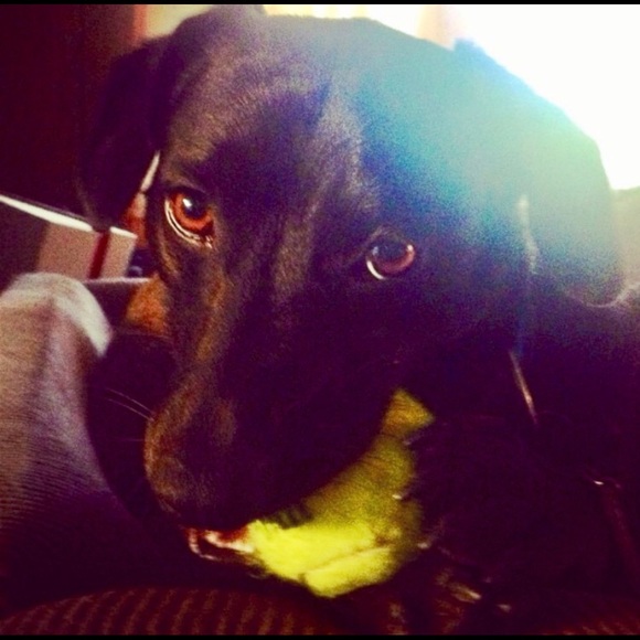 Meet your Posher, Lisa - Picture 7 of 14